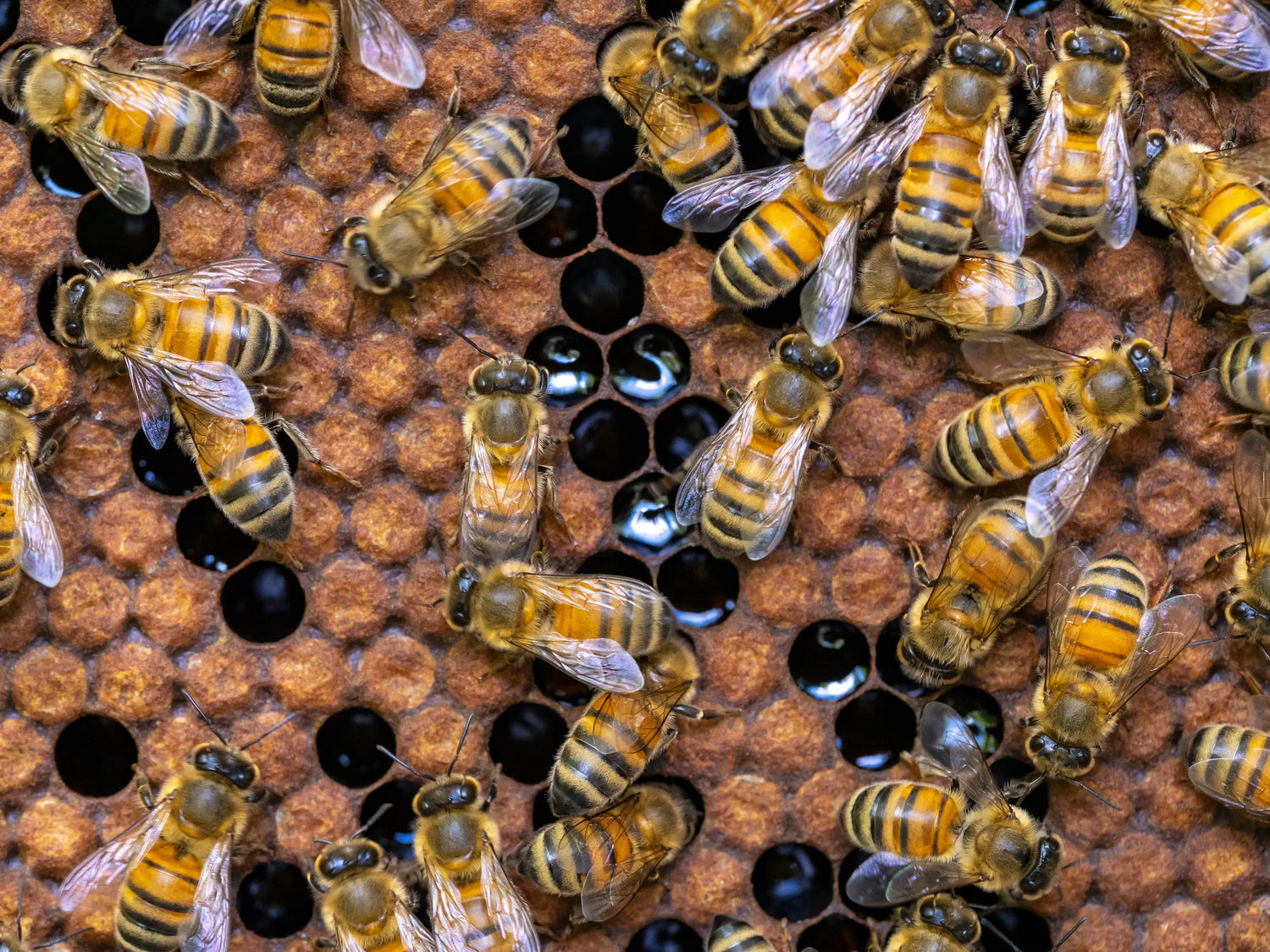 Bees and Beekeeping