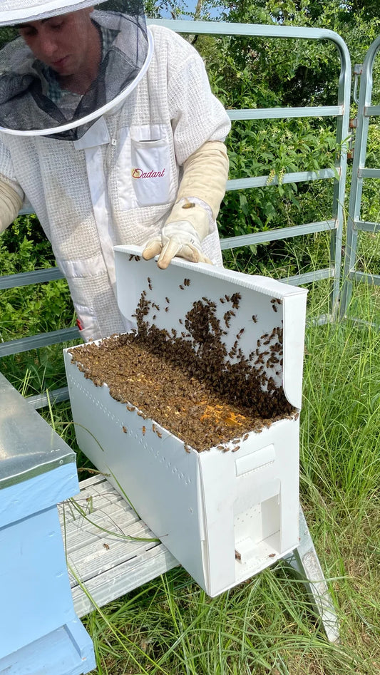 (PREORDER) 2026 Italian Nucs