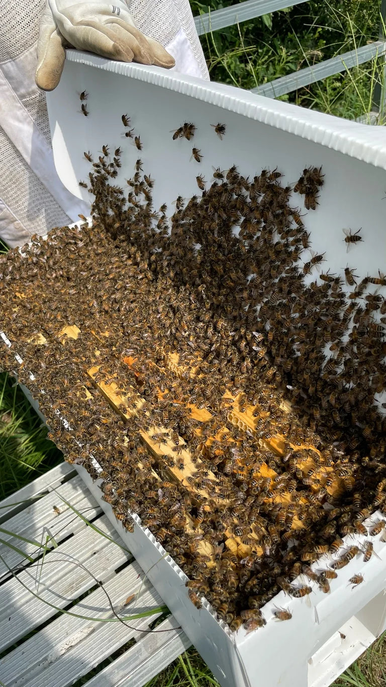 (PREORDER) 2026 Italian Nucs