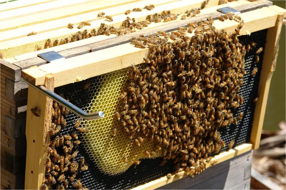 Natural Beeswax Dipped Plastic Foundation Deep Frames (10-Pack)