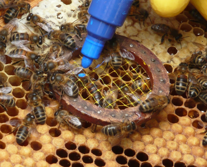 Queen Bee Marker Pen