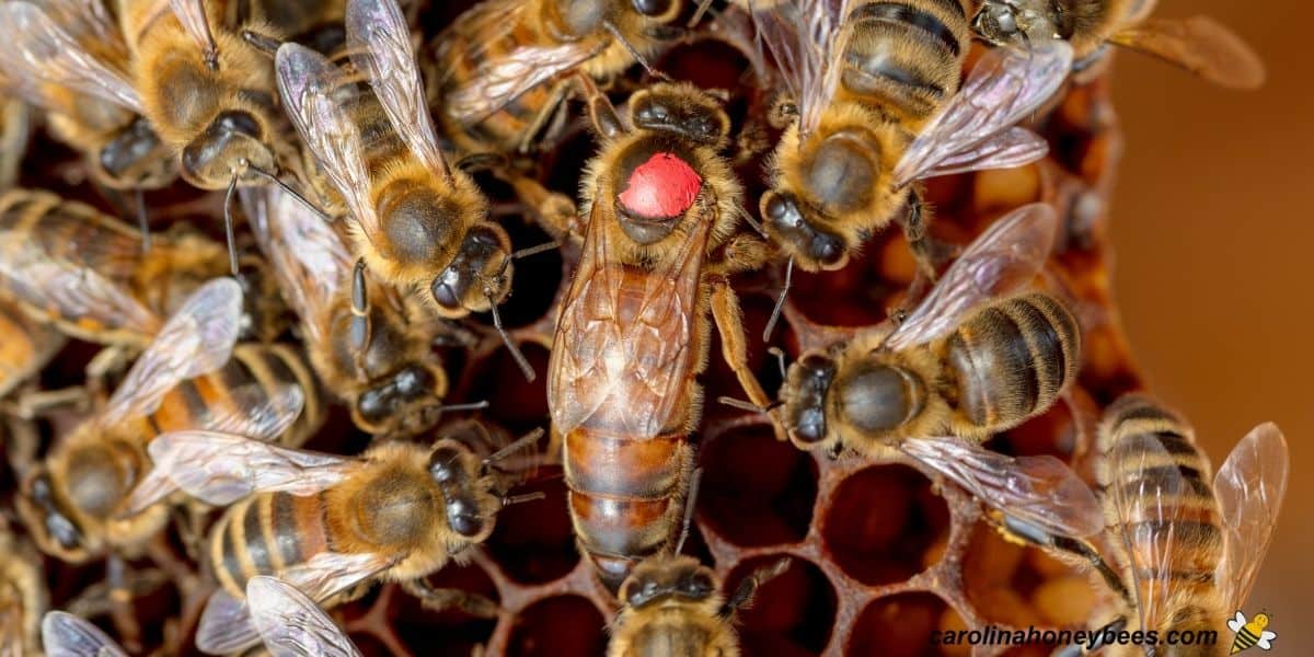 Queen Bee Marker Pen