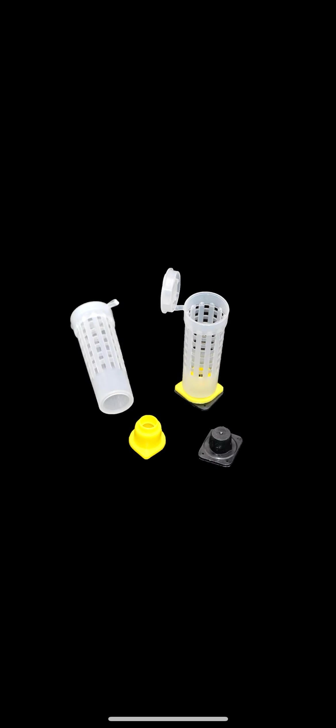 Apitherapy Bees (20-30 Worker Bees)