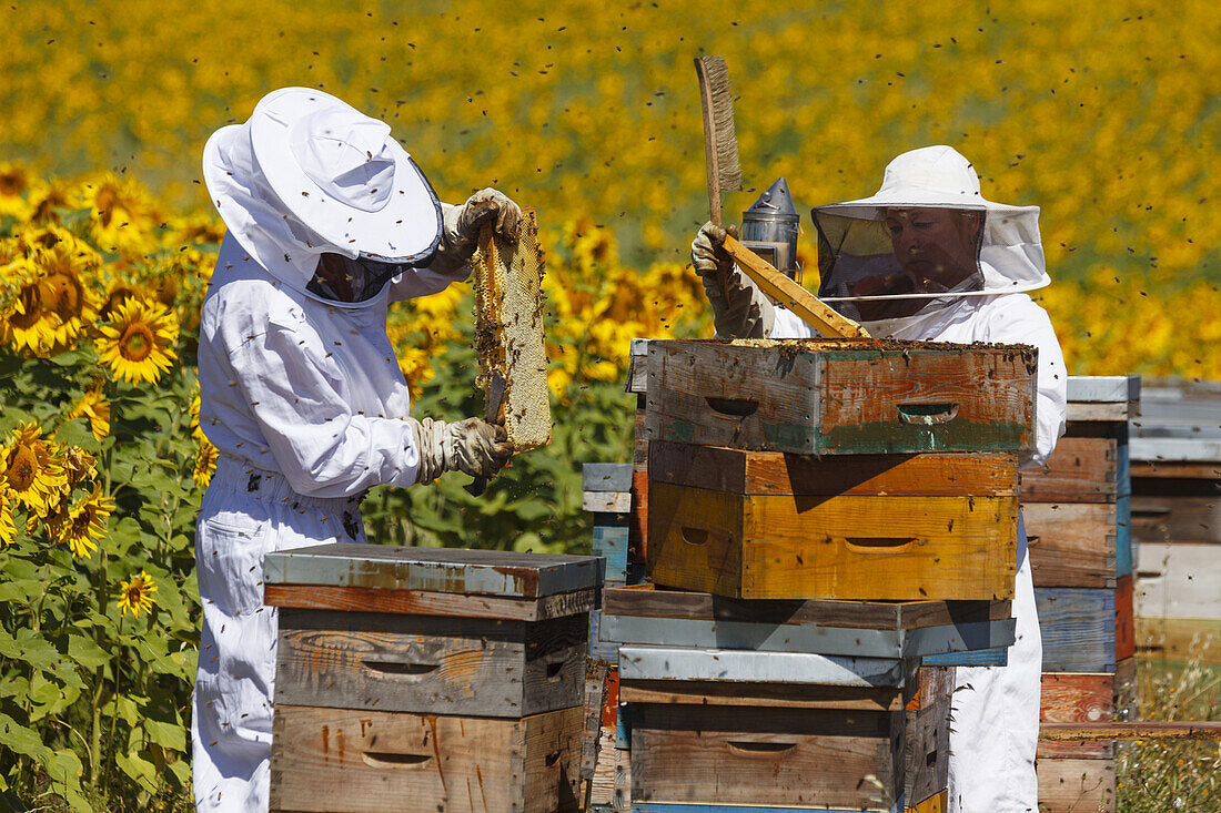 The Role of Bees in Agriculture and Why They Matter