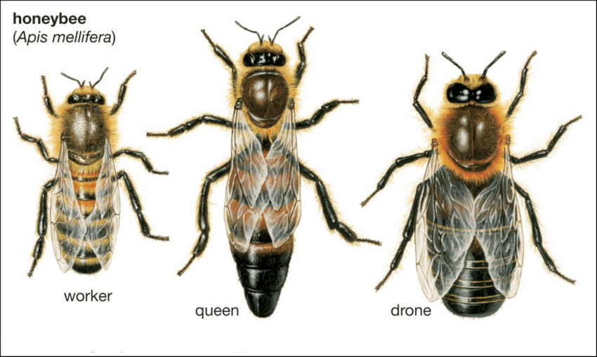 The Amazing Engineering of Beehives: Nature's Perfect Structure