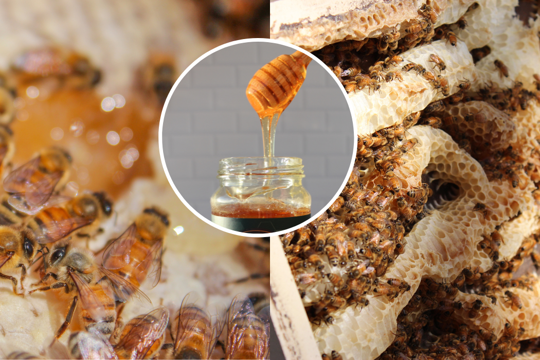 The Benefits of Raw Honey: Why It’s Better Than Processed Honey