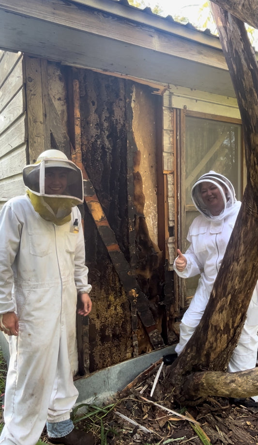 Bee Removals: The Buzz Behind Relocating Bees Safely