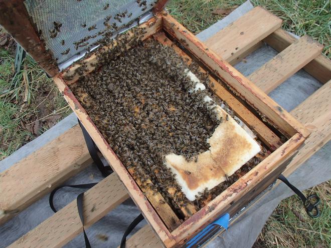 Winter Feeding for Healthy Bees