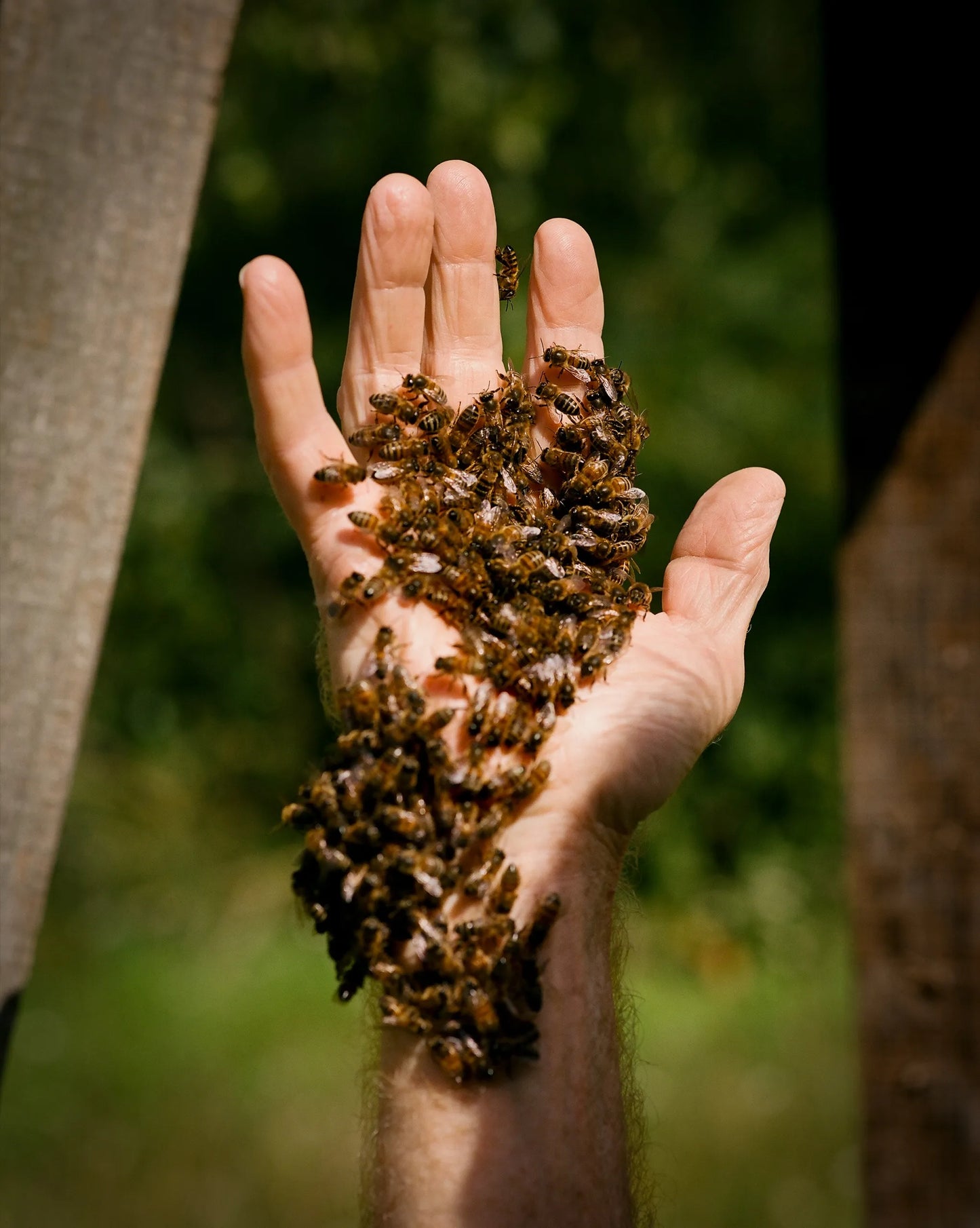 Apitherapy Bees (10-12 Worker Bees)