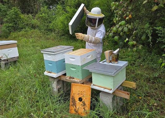 Beginner Beekeeping Class