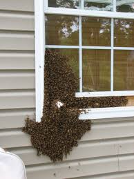 Bee Removal Service